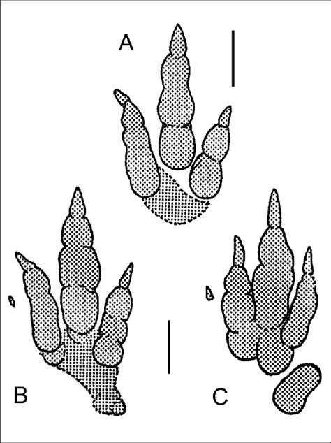 A-B, two examples of the dinosauroid ichnospecies Anchisauripus... | Download Scientific Diagram