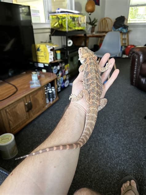 Bearded Dragon Size Estimate General Discussion