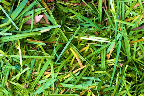 Grass Clippings in Compost: Powering up Your Composting - Gardening Latest