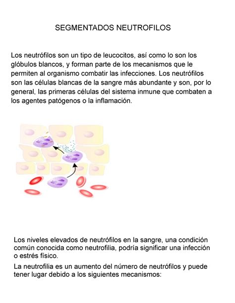 Segmentados neutrofilos SEGMENTADOS NEUTROFILOS Los neutrófilos son