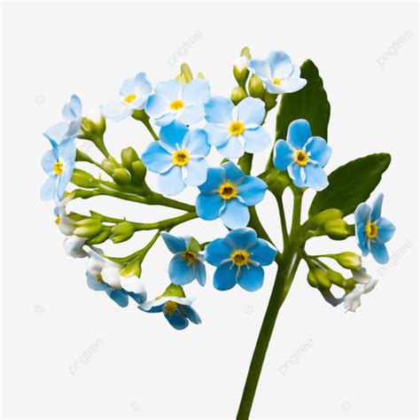 Forget Me Not Flower Blossom Fragrant Vibrant PNG Transparent Image