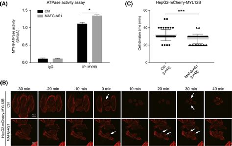 Hbx‐upregulated Mafg‐as1 Promotes Cell Proliferation And Migration Of