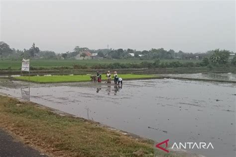 Kementan Kenalkan Benih Padi Super Genjah Untuk Percepatan Tanam Padi