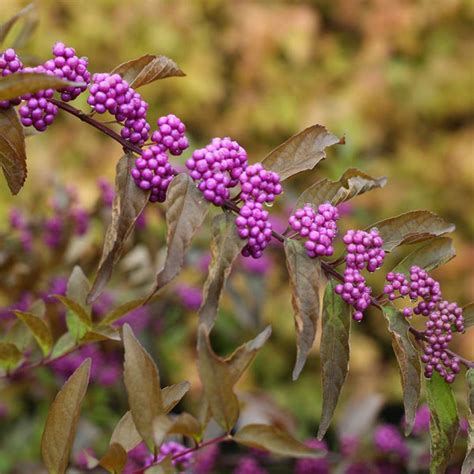 Callicarpa Dichotoma Early Amethyst Early Amethyst Beautyberry Keeping It Green Nursery