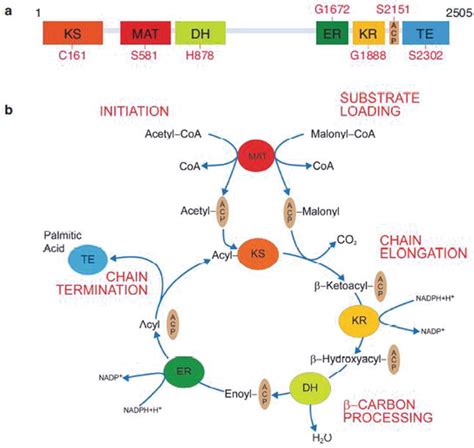 The Synthesis Of Milk Medium Chain Fatty Acids In Mammary Gland