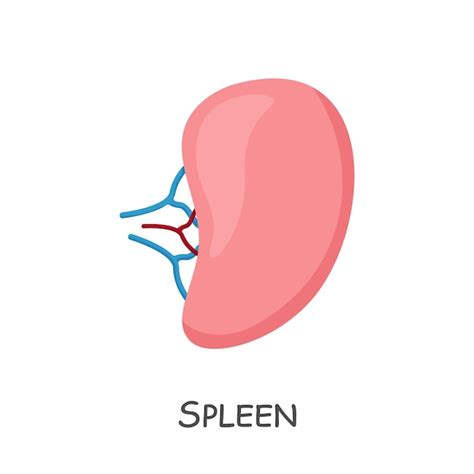 Premium Vector Spleen Of Human Cartoon Design Isolated Vector