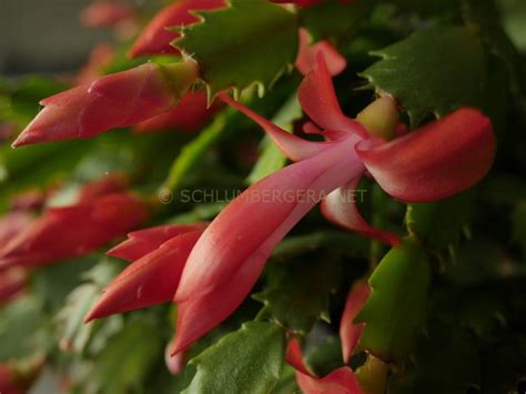 Orange Flame Pkm Schlumbergera And Rhipsalidopsis