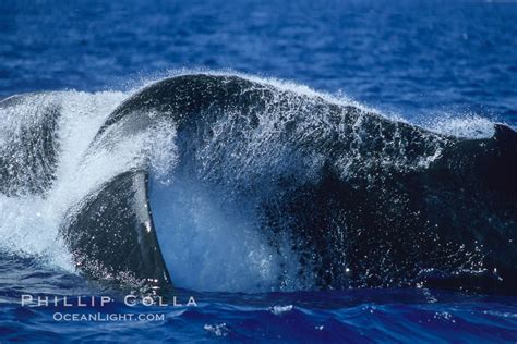 Humpback Whale Performing A Peduncle Throw Megaptera Novaeangliae