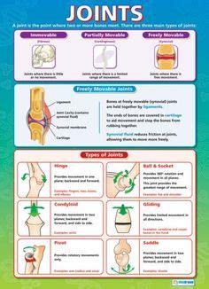 Gcse Pe Muscle Movement Revision Sheet Student Centered Resources