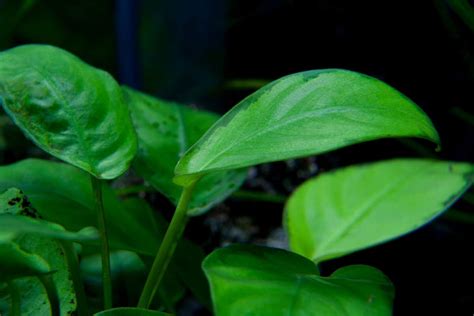 Anubias Nana Detailed Guide To Care Tank Conditions And Propagation