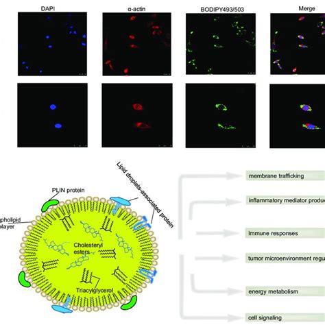 Models Of Lipid Droplet Formation A The Budding Model The Neutral