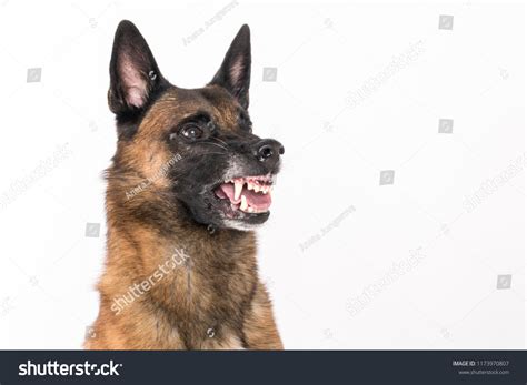 236 Rottweiler Malinois Images, Stock Photos & Vectors | Shutterstock