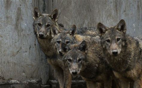 Wolf cubs found by Turkish soldier continue receiving treatment in ...