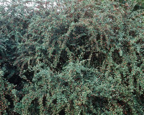 Orange Cotoneaster Cotoneaster Franchetii Tualatin Soil And Water