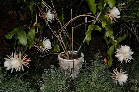 Photo Of The Entire Plant Of Queen Of The Night Epiphyllum Oxypetalum