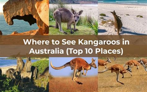 Where To See Kangaroos In Australia Top Places Wild Travel Blog