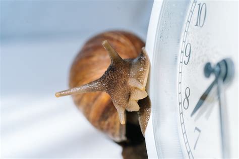 Premium Photo White Achatina Snail With Dark Shell Crawling Near