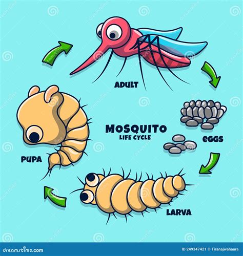 Ilustra O Colorida Do Ciclo De Vida Do Mosquito Ilustra O Do Vetor