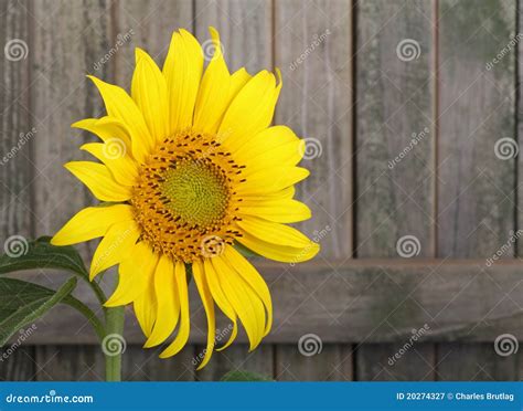 Sunflower Helianthus Annuus Detail Royalty Free Stock Image