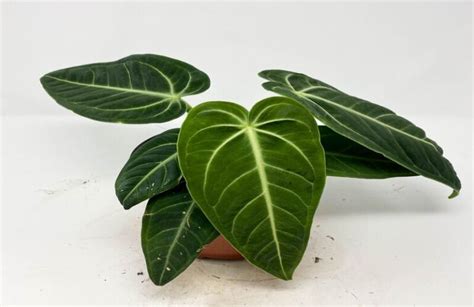 How Do You Take Care Of Anthurium Villenaorum At Home