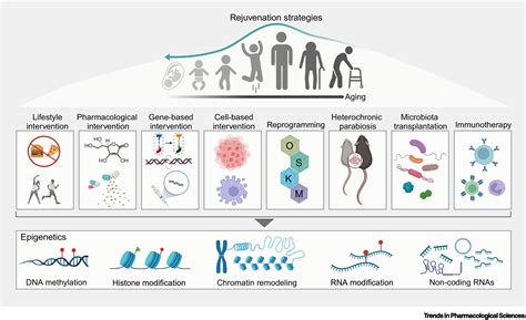 Emerging Epigenetic Insights Into Aging Mechanisms And Interventions