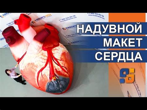 Макет сердца – надувные конструкции – Анатомическая модель сердце - YouTube