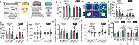 Maternal Separation Affects Stress Susceptibility And Resilience In