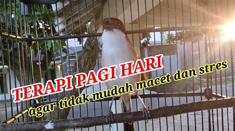 Suara Cendet Gacor Pagi Hari Jadikan Cendet Agar Bunyi JADIKAN Burung