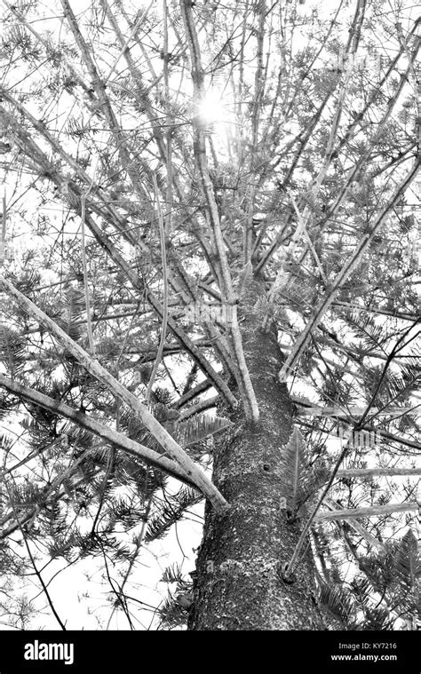 Eine Norfolk Insel Kiefer Araucaria Heterophylla Schwarzwei Stockfotos