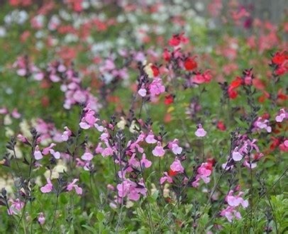 Salvia Microphylla Zomertopper Voor Tuin En Terras Tuincentrum Pelckmans