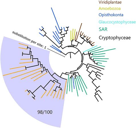 Frontiers Discovery Of Viral Myosin Genes With Complex Evolutionary