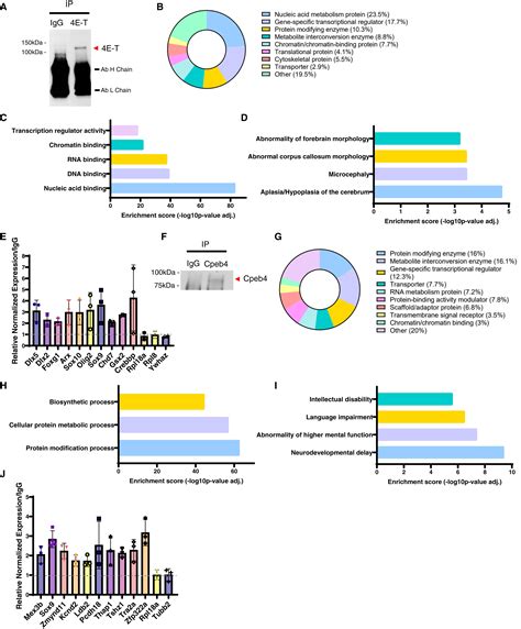 The P Body Protein 4e T Represses Translation To Regulate The Balance