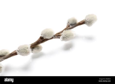 Pussy Willow Branch Isolated On White Background Stock Photo Alamy