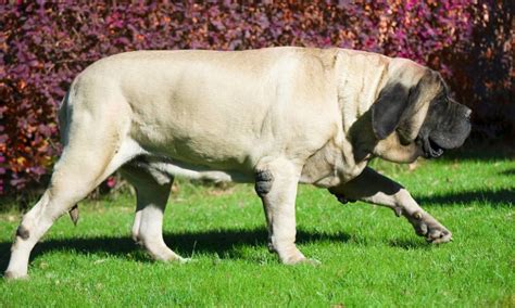 9 of the World's Largest Dog Breeds