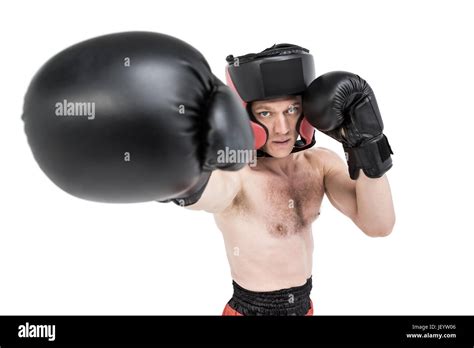 Boxer Performing Upright Stance Stock Photo Alamy