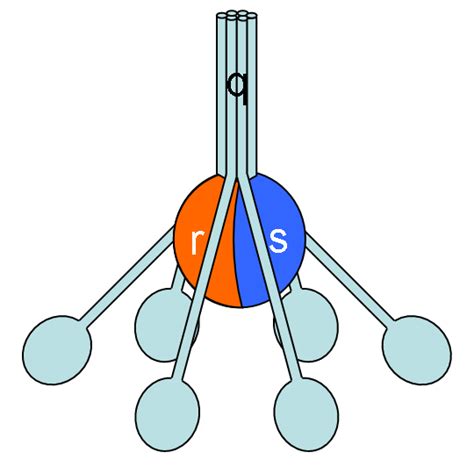 Complement component 1R - wikidoc