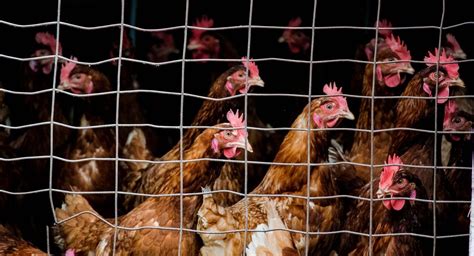 Could Bird Flu Become The Next Pandemic Uc San Francisco