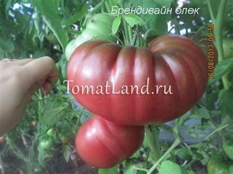 Томат Брендивайн Блэк: ОТЗЫВЫ, фото, описание | tomatland.ru