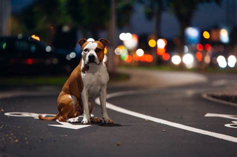 Que Ven Los Perros En La Noche Actualizado Mayo 2024