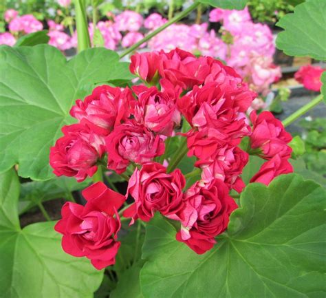 Зональная Розебудная пеларгония Langelands Rosen - Чудесный сорт с ...