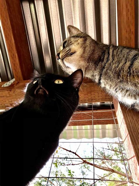 Creating a Catio for Special Needs Cats