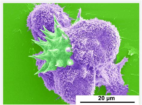 Scanning Electron Micrograph Of Mouse Bone Marrow Derived Macrophages