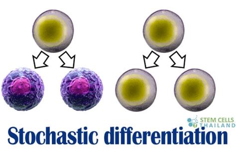 Stochastic Differentiation Applications In Regeneration Therapies