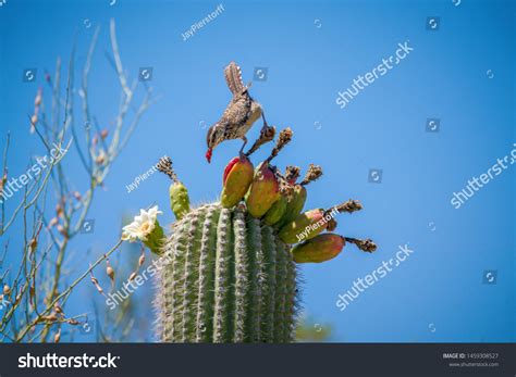 56 Sahuaro National Park Images, Stock Photos & Vectors | Shutterstock