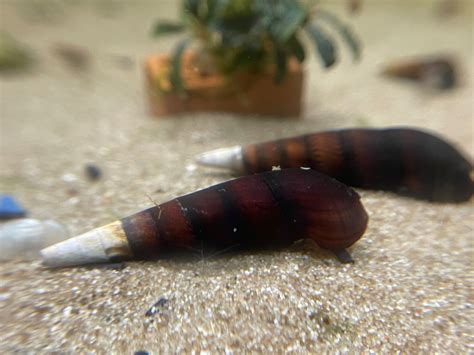 Cappuccino Schnecke Faunus Sp