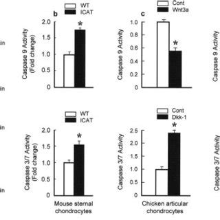 Changes In Bcl 2 Bcl XL And Bax Expression And Caspase 9 And Caspase