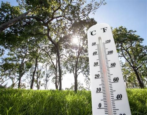 How To Help Your Trees Handle Heat Waves And Heat Stress In Massachusetts