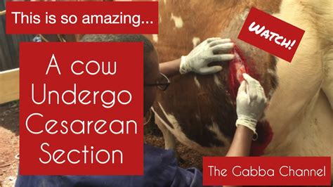 How To Do Cow Cesarean Section In 2 Mins Youtube