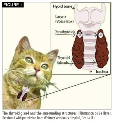 Complications of Hyperthyroidism in Cats - Cash-has-Malone