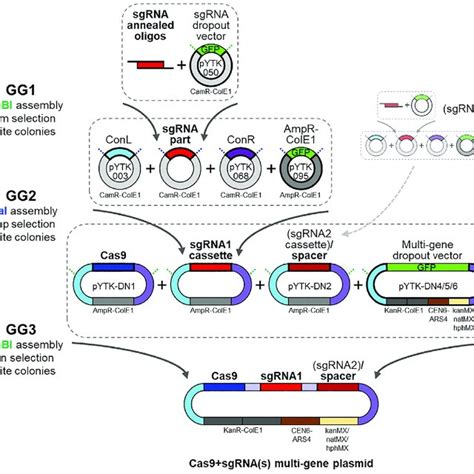 Schematic Of The Sgrnas And Cas9 Cloning Through Golden Gate Assembly Download Scientific